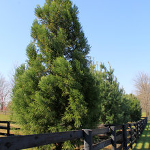 Evergreens