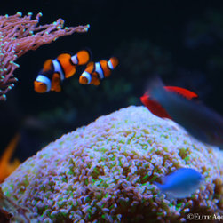 300 Gallon Reef Aquarium - Fish Supplies