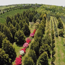 evergreens for privacy