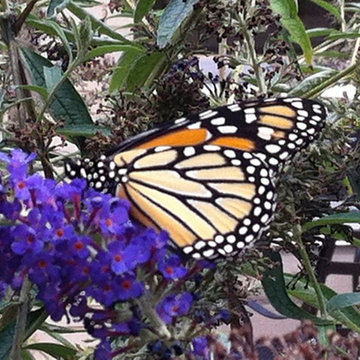 Restorative Gardens