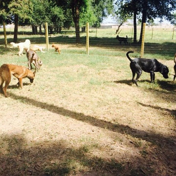 Best Cypress Dog Training Woodlands TX - Puptown Houston (832) 930-0073