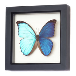 Bug Under Glass - Framed Blue Morpho Butterfly Display - Decorative Objects And Figurines