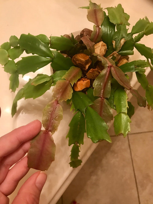 Christmas Cactus Has Dark Veins