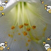 Foto von Amarillis Lopez