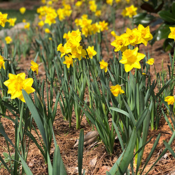 Spring Garden