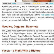 indoor plants