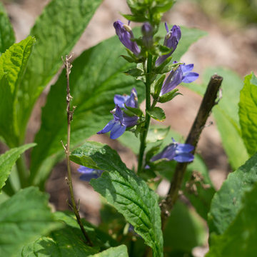 Great Blue Lobelia