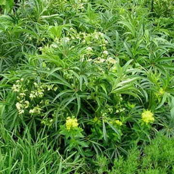 Power Flower of the Month -- Hellebores