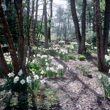 Birch grove with daffodils