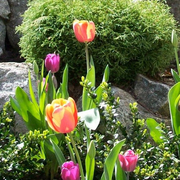 Placing Perennials in the Landscape