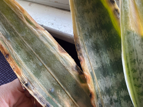 Sansevieria dying?? What is going on here?