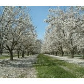 Pometta Orchards's photo