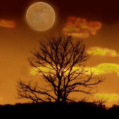 Bob Lillard's photo