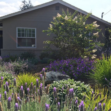 Los Altos No Lawn, Low Water