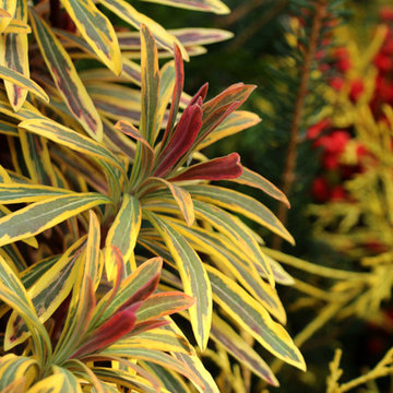 Container Gardens