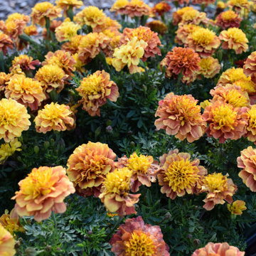 Fall Annuals