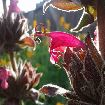 A Native & Herb Garden to Stroll Through