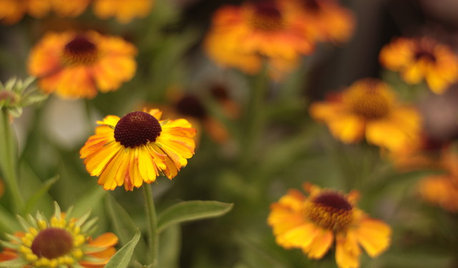 Plantes du mois : Hélénium et rudbeckia résistent à la canicule