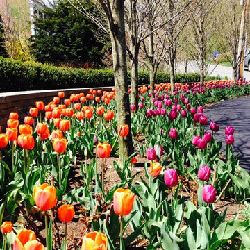 Spring Bulb Design