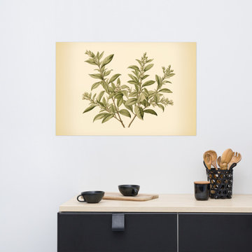 Decorating Kitchen Walls With Pictures: Botanical Sketch Vintage Herbs