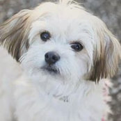 Margot Lischin's photo