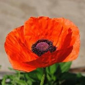 Shannon Walcott's photo
