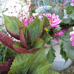 Flora Verdura - Products