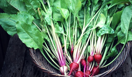 8 Last-Minute Additions to a Summer Edible Garden