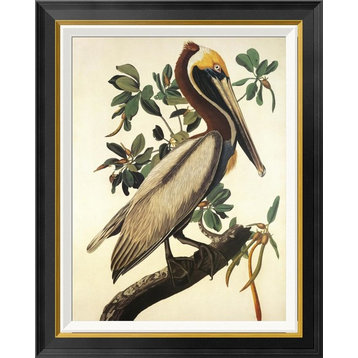 "Brown Pelican" Framed Canvas Giclee by John James Audubon, 24"x30"