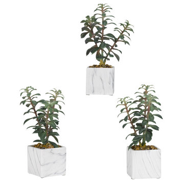 Tree Succulents, White Marbled Ceramic Cube, Set of 3