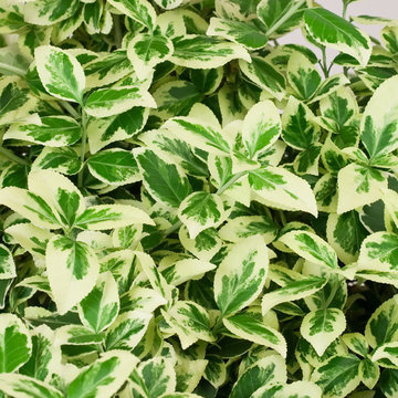 White Album™ Euonymus