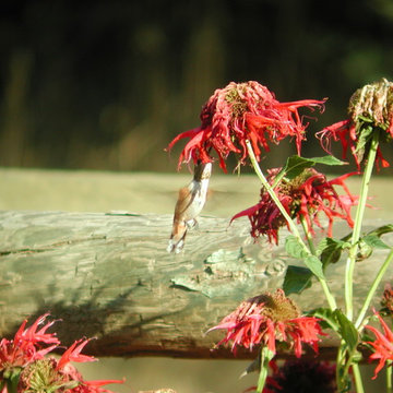 Wildlife Habitat Project - Greeley, Colorado