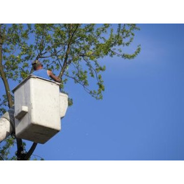 Augusta Tree Removal