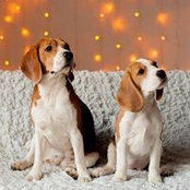 Irma Kovalenko's photo