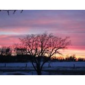 Susan Davis's photo