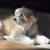 Geoffrey Forster's photo