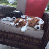 Sue Fitzgerald's photo