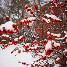 Frost