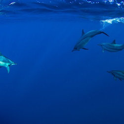 Spinners in the Blue by Joel Coleman - Photographs