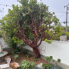 Why is part of my Strawberry Tree dying?