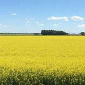 Martine Chartrand's photo