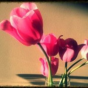 Foto von Adela Machlicova