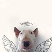 Jira Pitbs foto