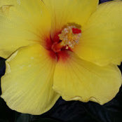 Ina Hendricks's photo