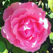 Morgan Lemma's photo