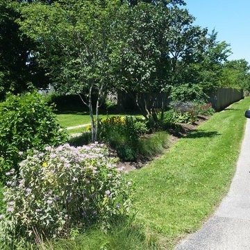 sycamore native driveway