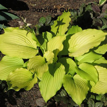 Hosta Wish List