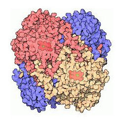 Catalase - Products