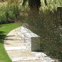 plantings