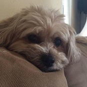 Susan Dubendorfer's photo